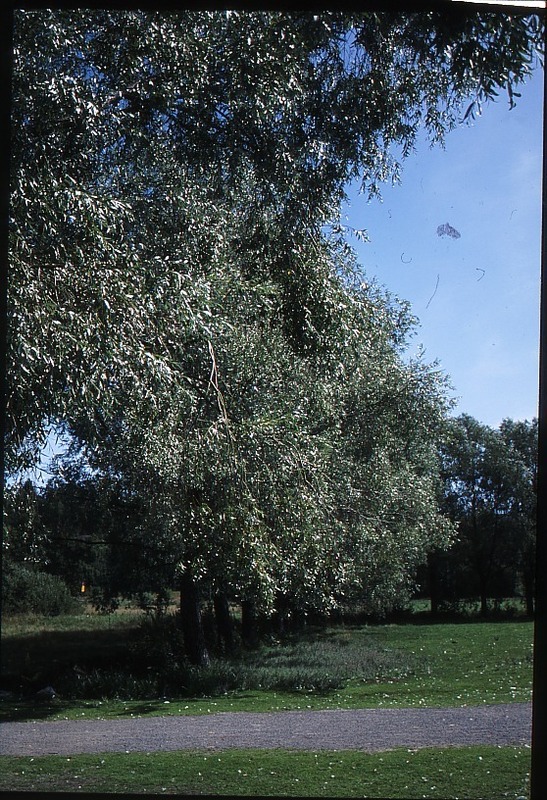 http://omeka.deichman.no/archive/import/B20100064.jpg
