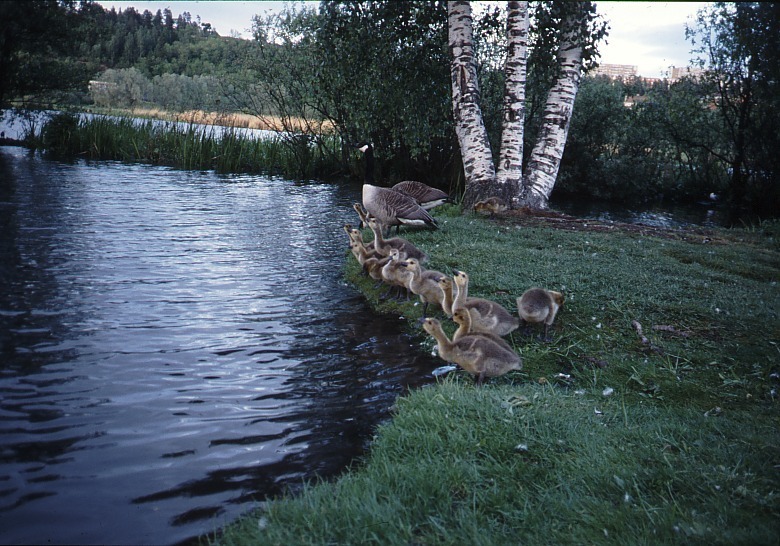 http://omeka.deichman.no/archive/import/B20100079.jpg