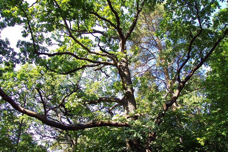 http://omeka.deichman.no/archive/import/B20060033.jpg