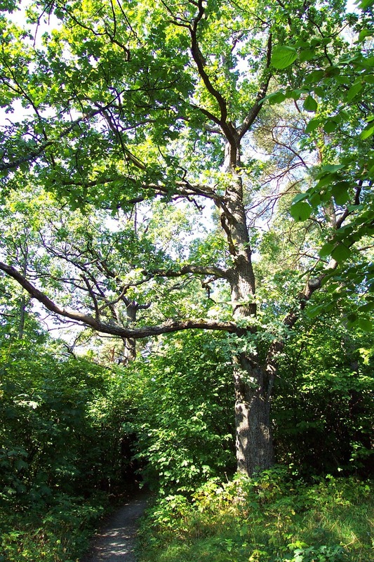 http://omeka.deichman.no/archive/import/B20060032.jpg
