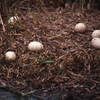 http://omeka.deichman.no/archive/import/B20100076.jpg