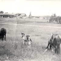 http://omeka.deichman.no/archive/import/B20030052.jpg
