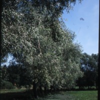http://omeka.deichman.no/archive/import/B20100064.jpg