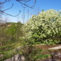 http://omeka.deichman.no/archive/import/B20050303.jpg