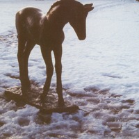 http://omeka.deichman.no/archive/import/B20050069.jpg