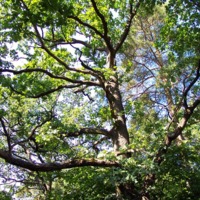http://omeka.deichman.no/archive/import/B20060033.jpg