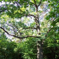 http://omeka.deichman.no/archive/import/B20060032.jpg